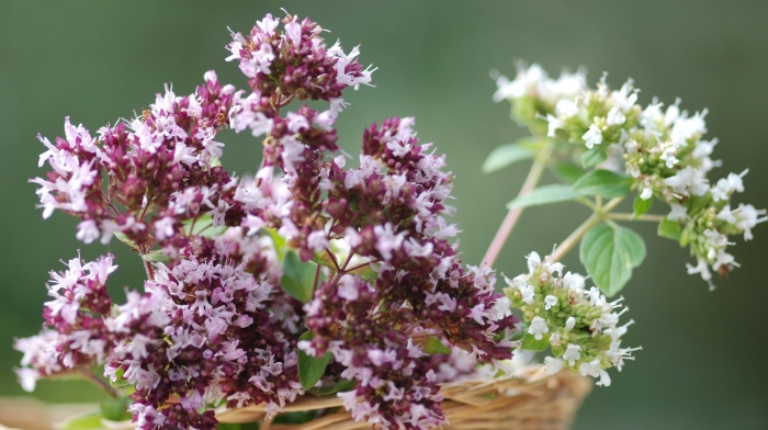 Origanum majorana (майоран)