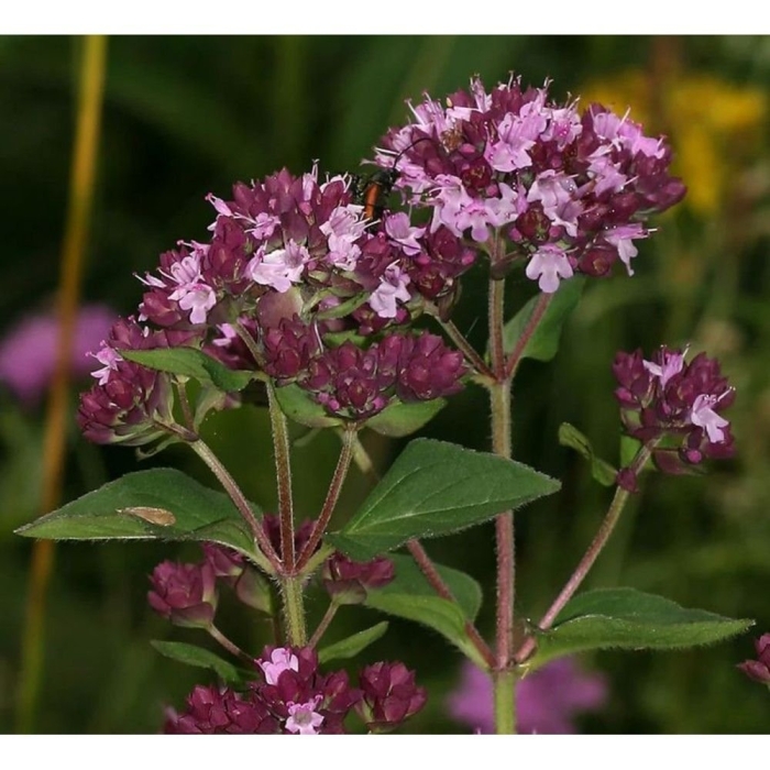 Душица лекарственное растение