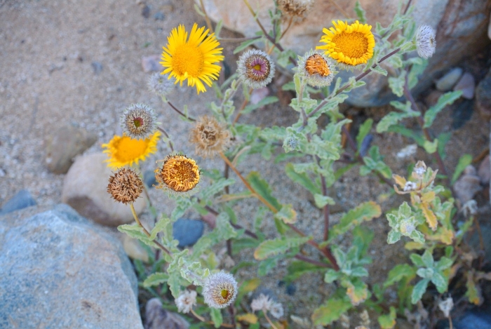 Pulicaria canariensis