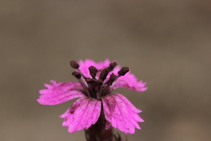 Dianthus carthusianorum