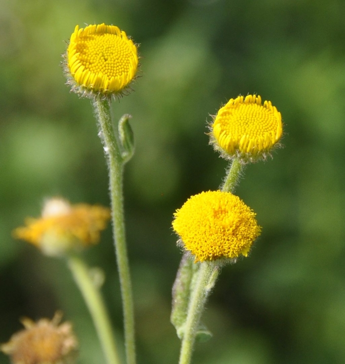 Tanacetum camphoratum
