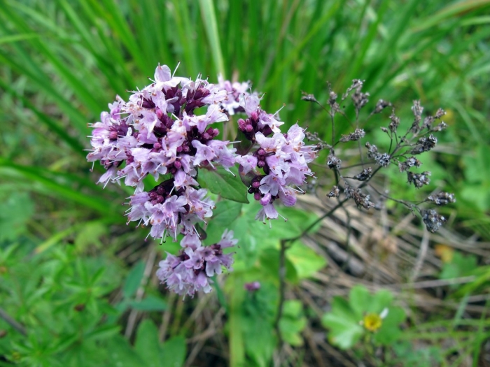 Блошника трава