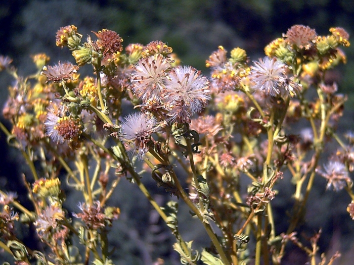 Якобея обыкновенная