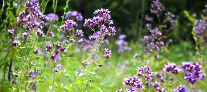 Душица обыкновенная розенкуппель