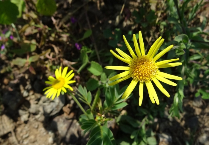 Inula hirta