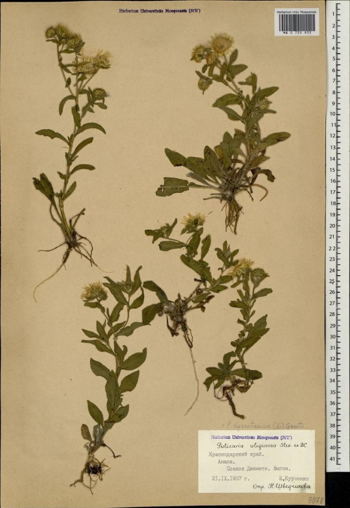 Блошница дизентерийная