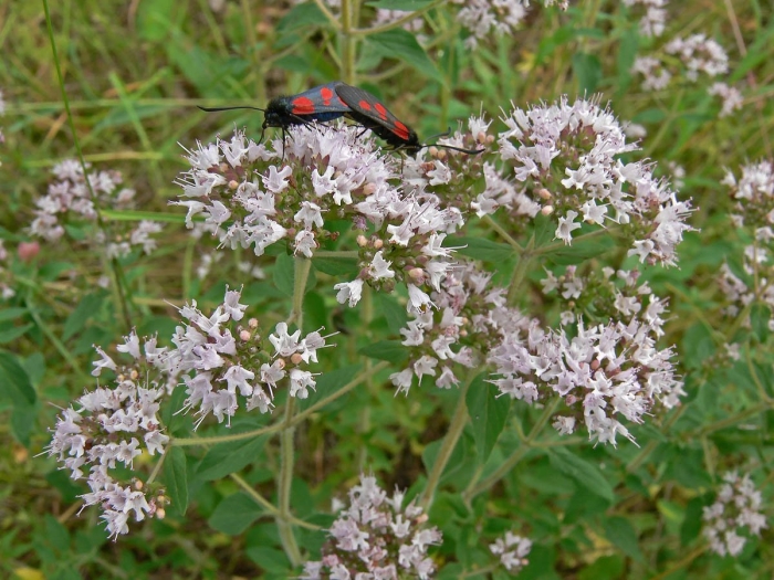 Гребенник обыкновенный
