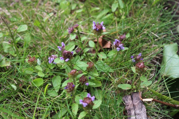 Черноголовка прунелла обыкновенная