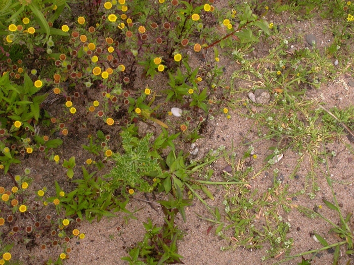 Potentilla neumanniana