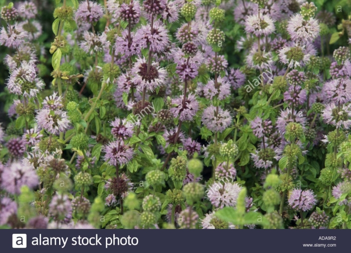 Mentha pulegium