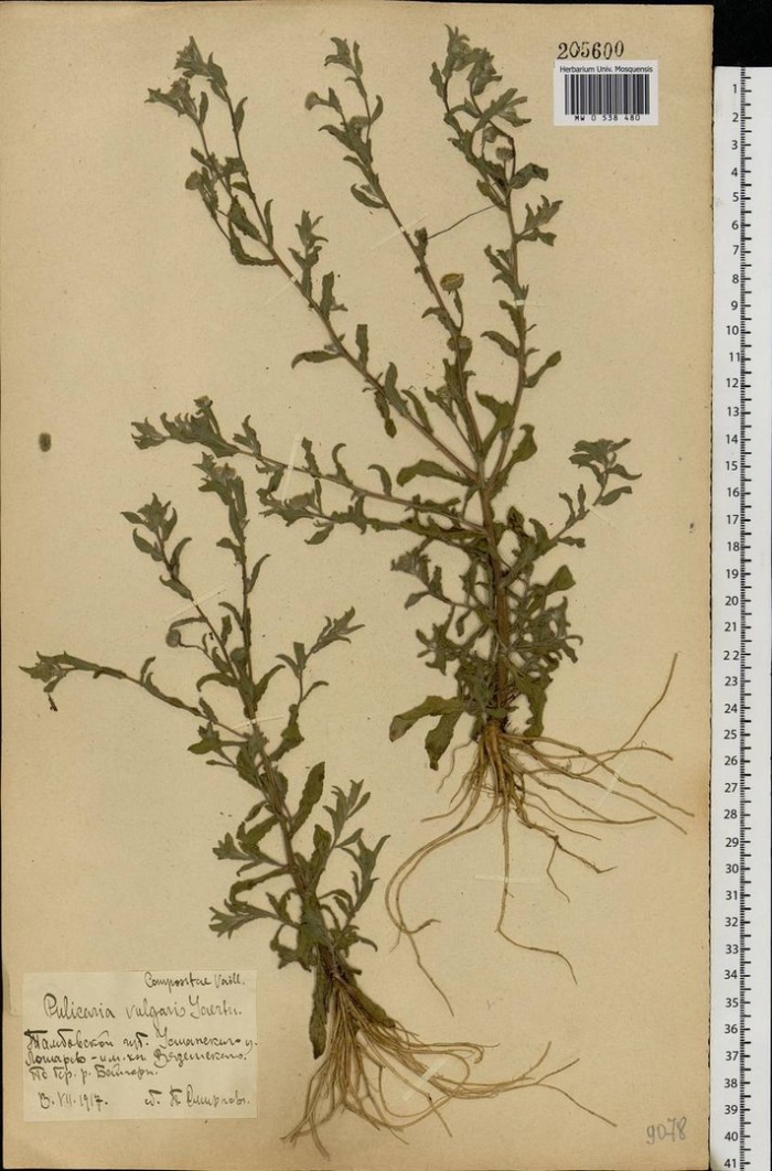 Марь сизая (chenopodium glaucum)