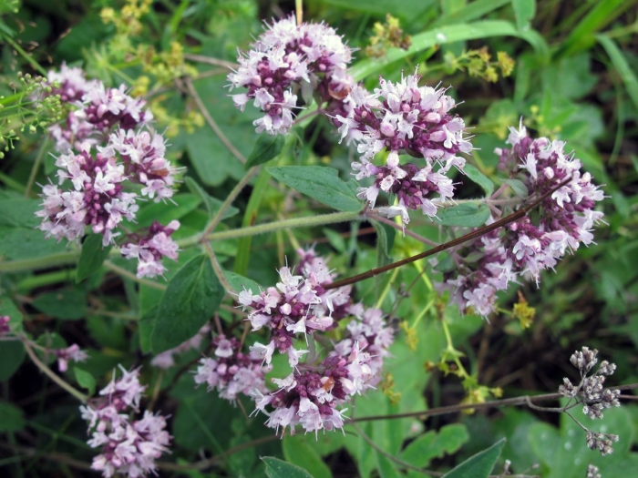 Мята мелисса душица