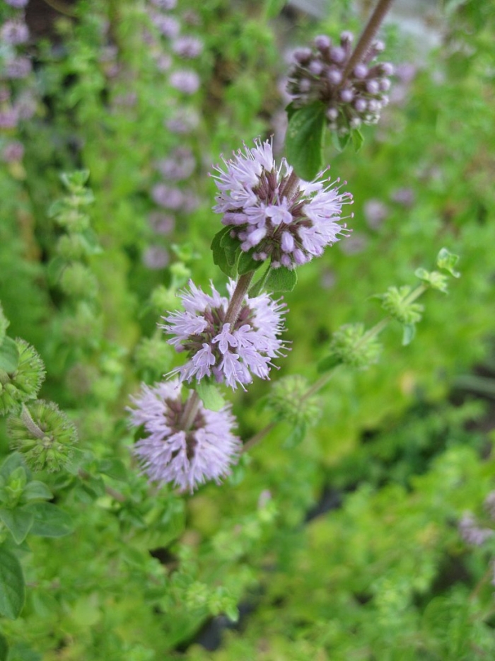 Болотная мята омбало