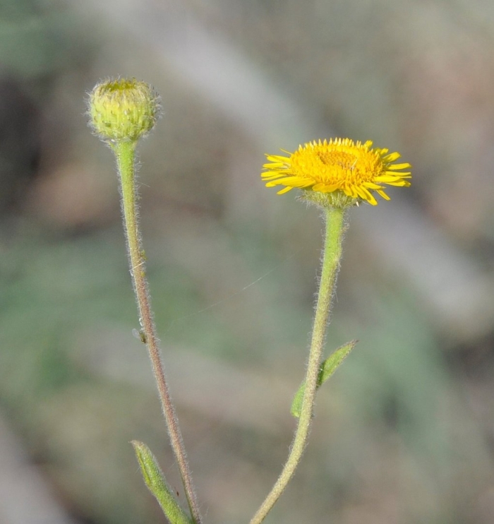 Pulicaria vulgaris