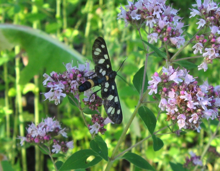 Лжепестрянка обыкновенная amata phegea