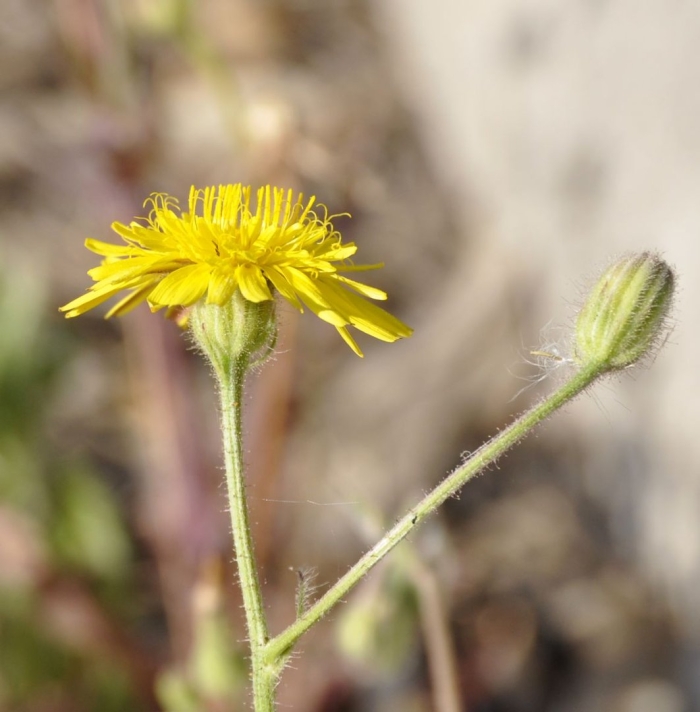 Hieracium laevigatum