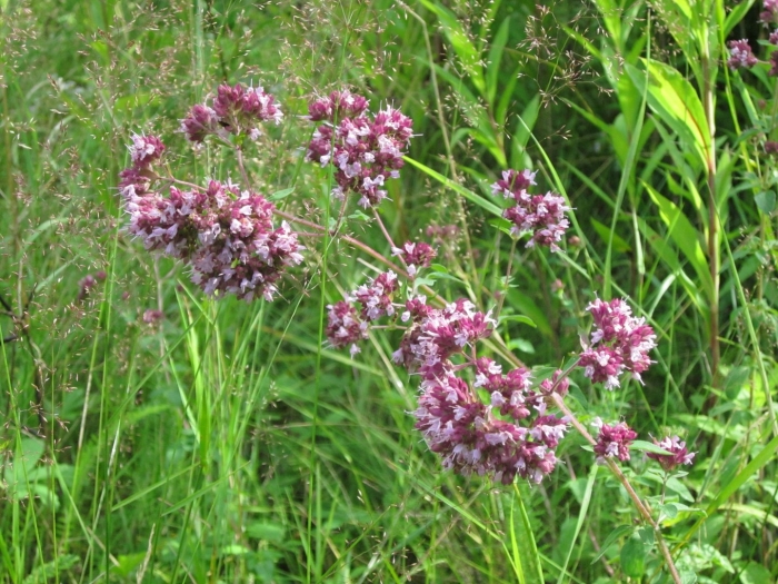 Душица обыкновенная орегано