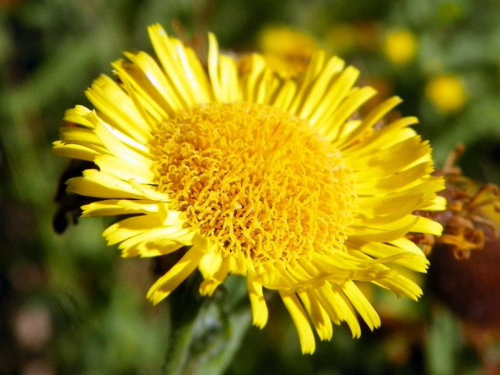 Девясил британский inula britannica