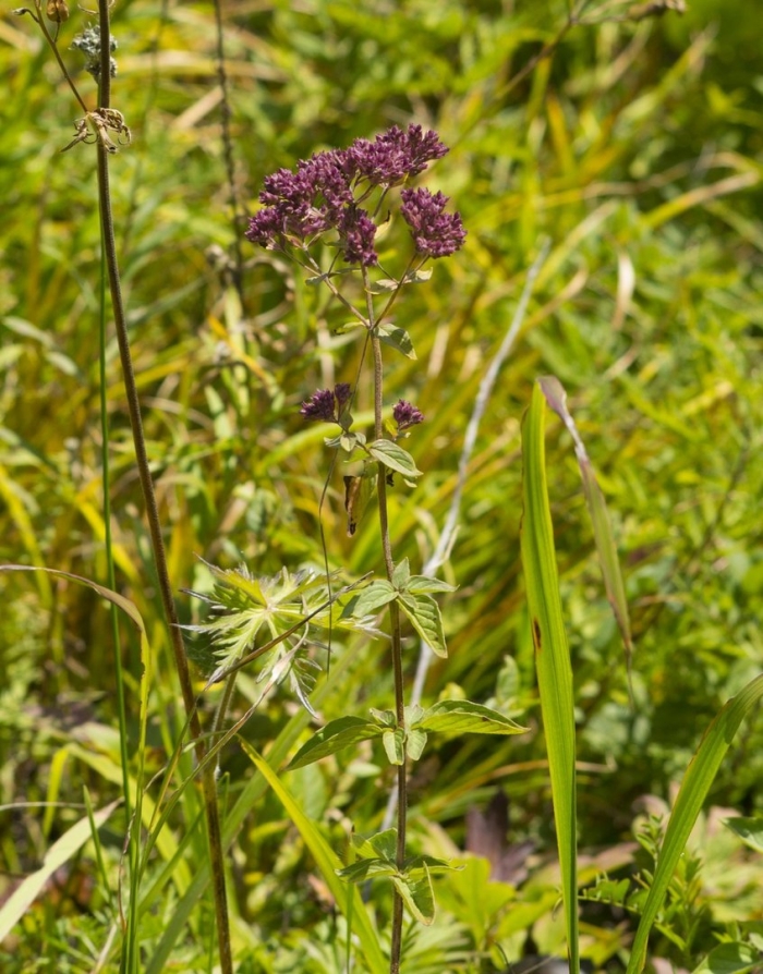 Origanum vulgare