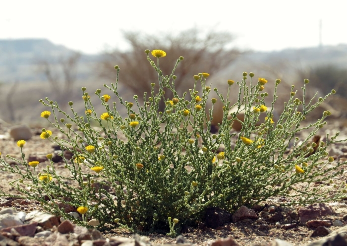 Santolina chamaecyparissus