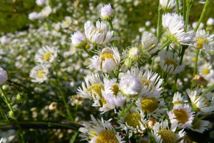 Erigeron annuus