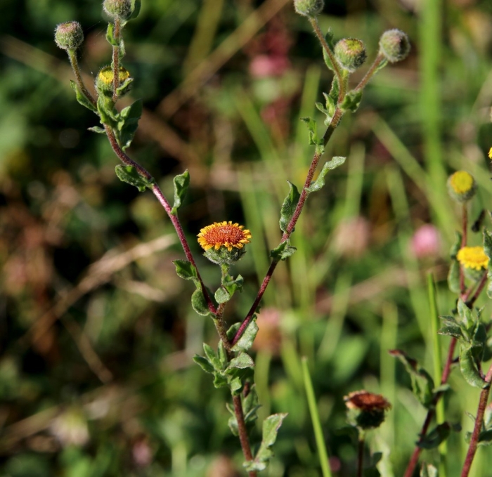 Gaillardia pulchella ботаническая
