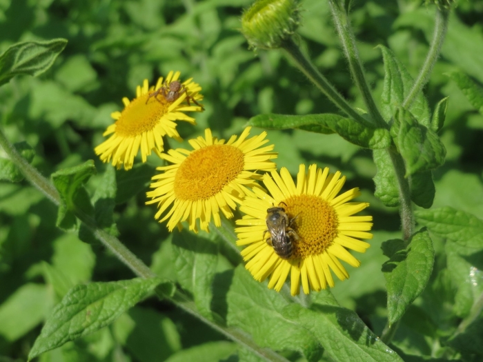 Pulicaria dysenterica