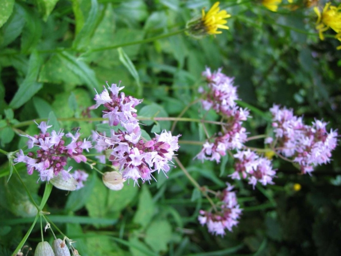 Душица обыкновенная (origanum vulgare)