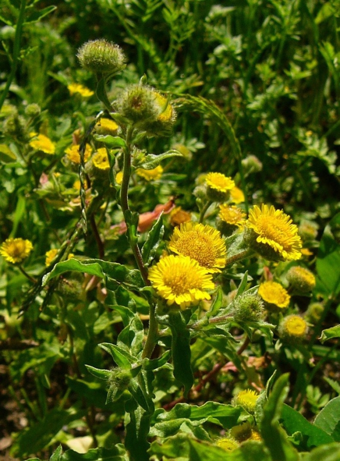 Блошница дизентерийная