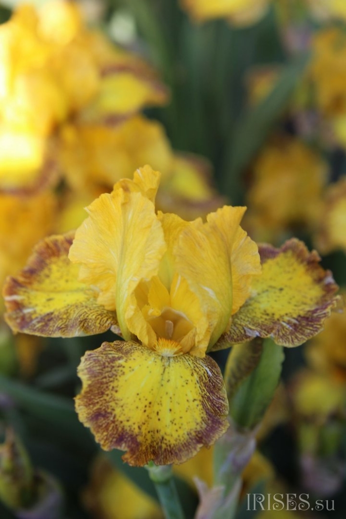 Ирис хани глейзд