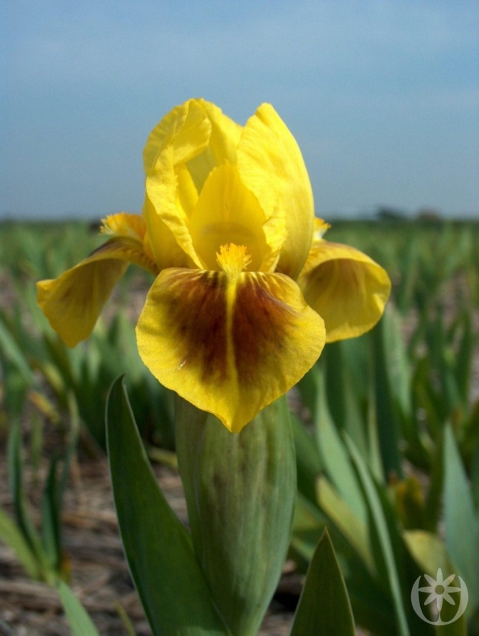 Ирис карликовый