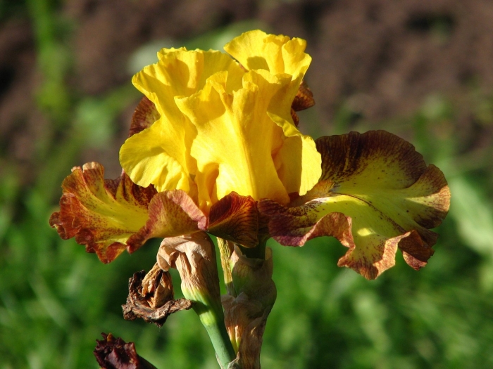 Ирис early encounter