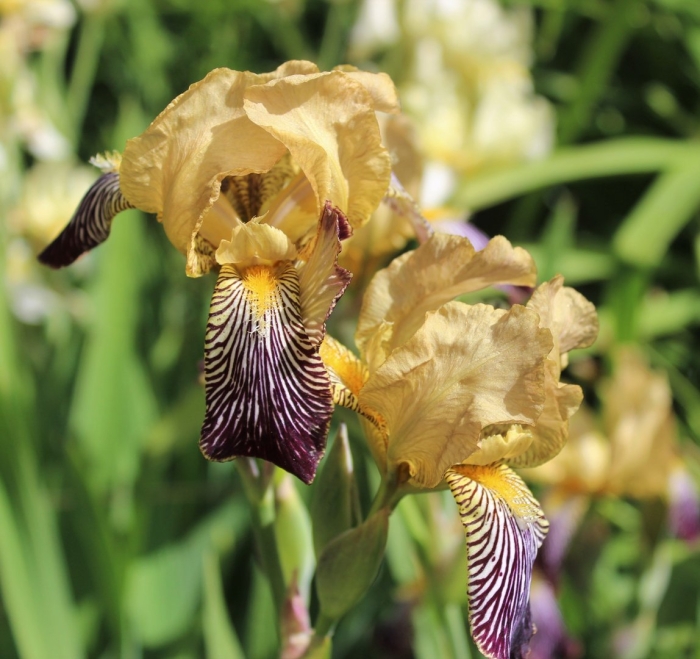 Ирис деленка