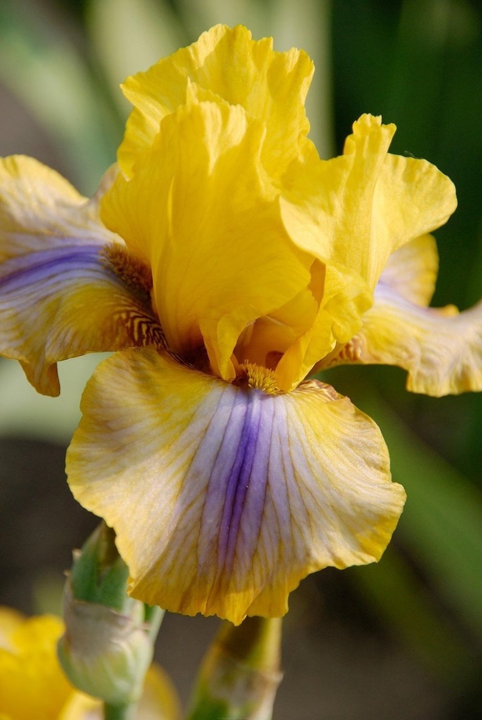 Цветок ирис