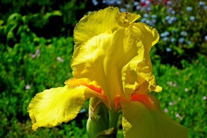 Ирис цветок желтый