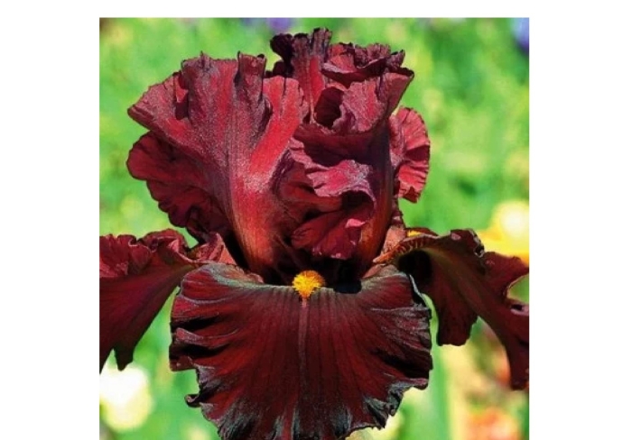 Ирис красный