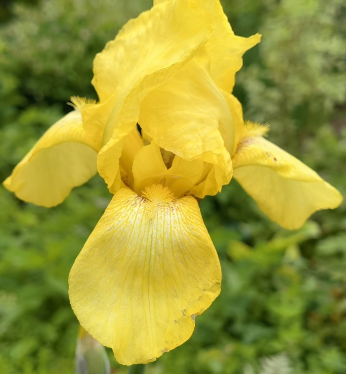 Ирис аировидный желтый