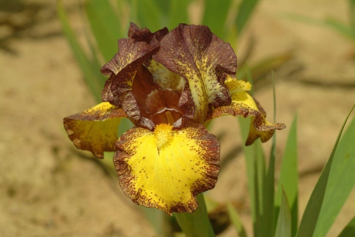 Ирис браун споттед еллоу