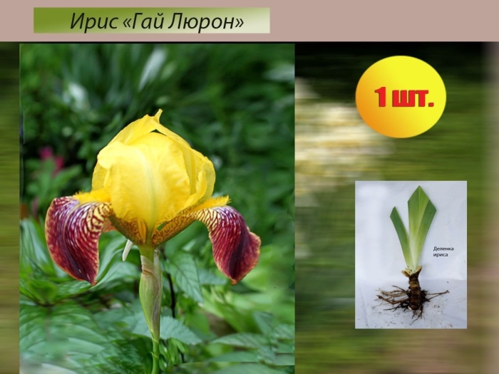 Жёлтые ирисы