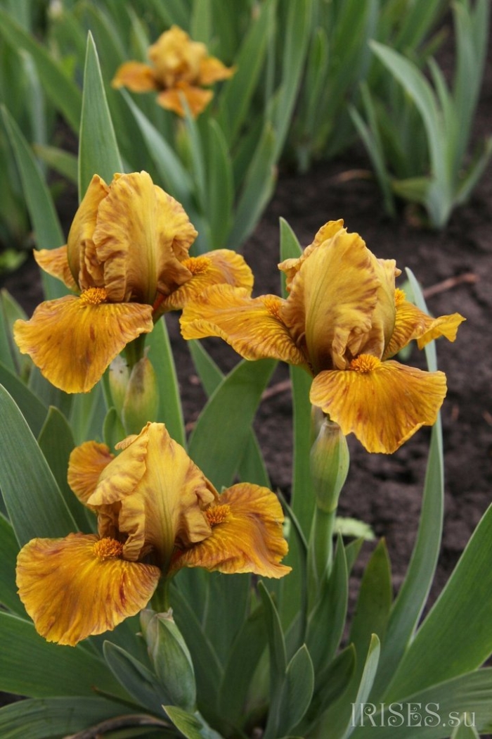 Ирис карликовый weststar