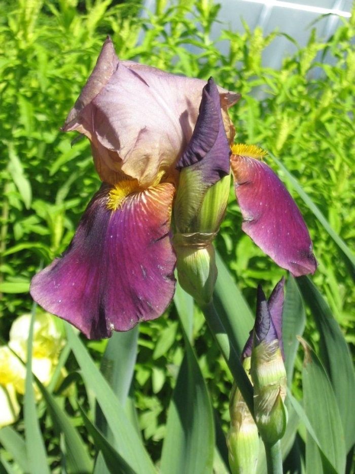 Ирис бородатый желтый с фиолетовым