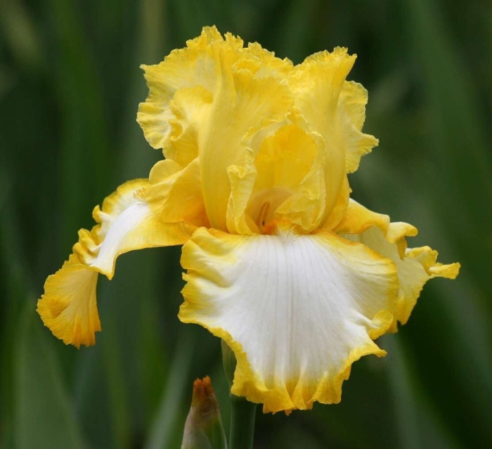 Ирис споттед йеллоу