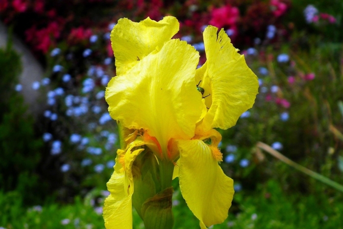 Ирисы цветы желтые