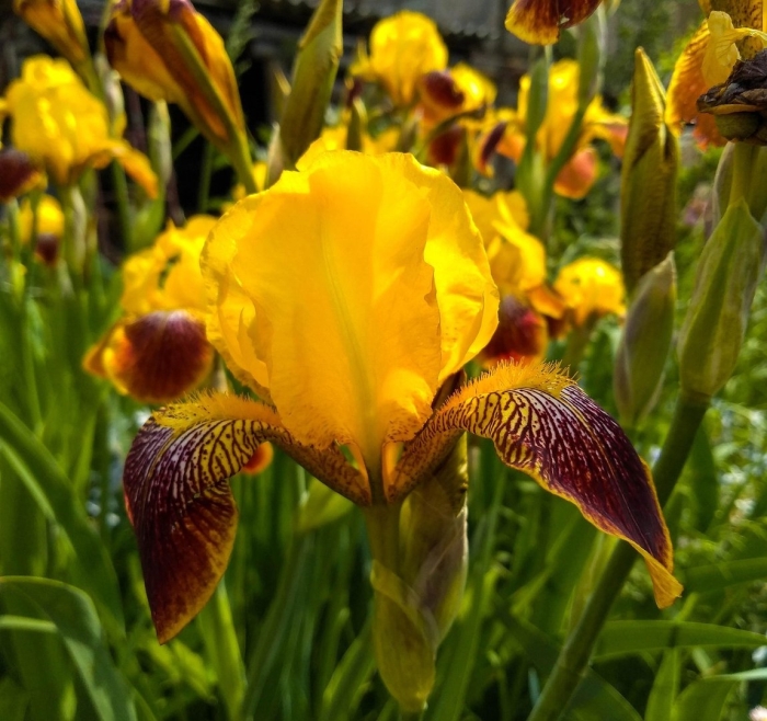 Ирис аировидный желтый