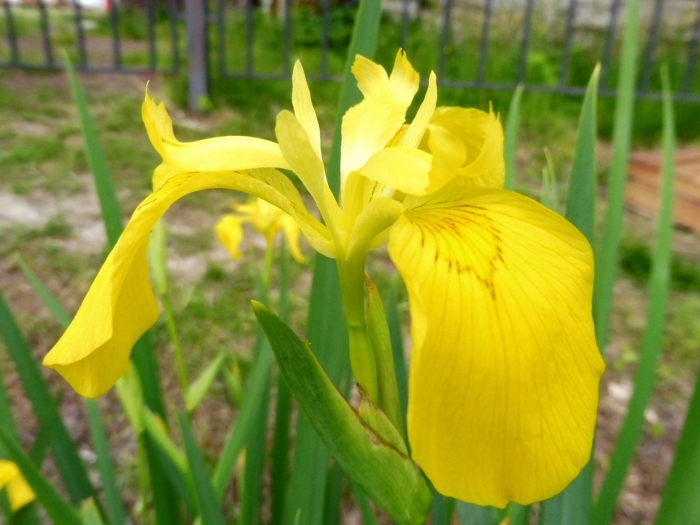 Ирис аировидный альба