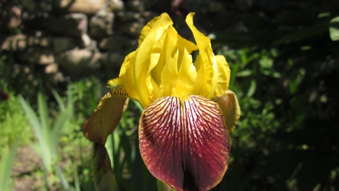 Ирис германский 'imperator'