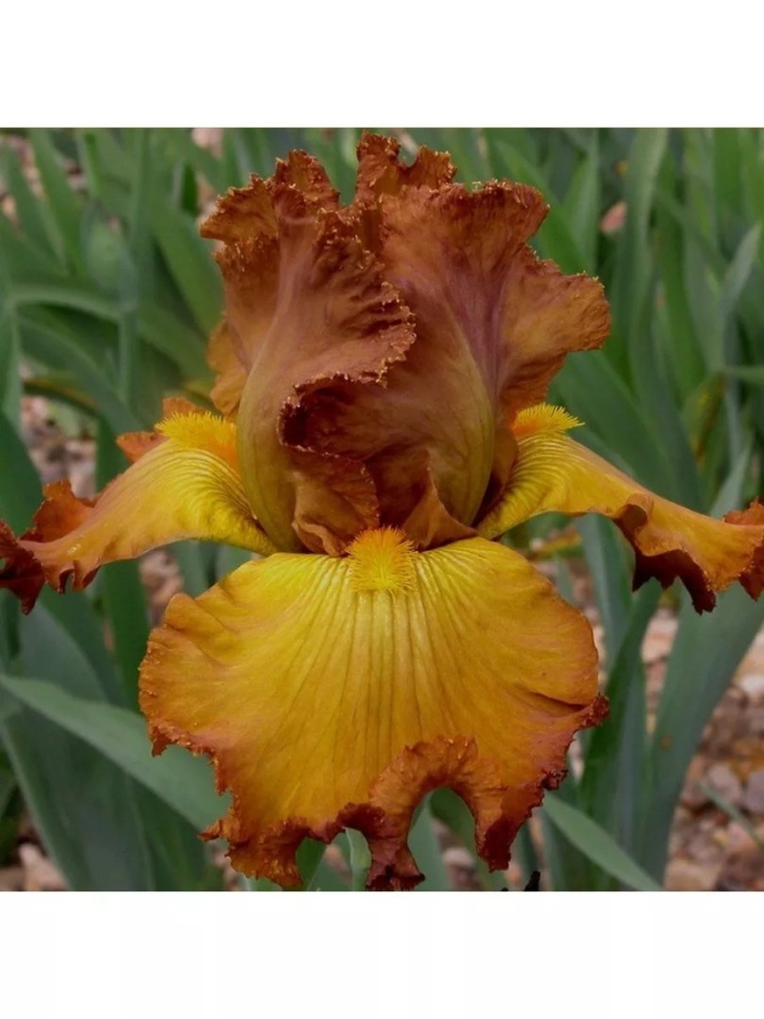 Ирис таба бле