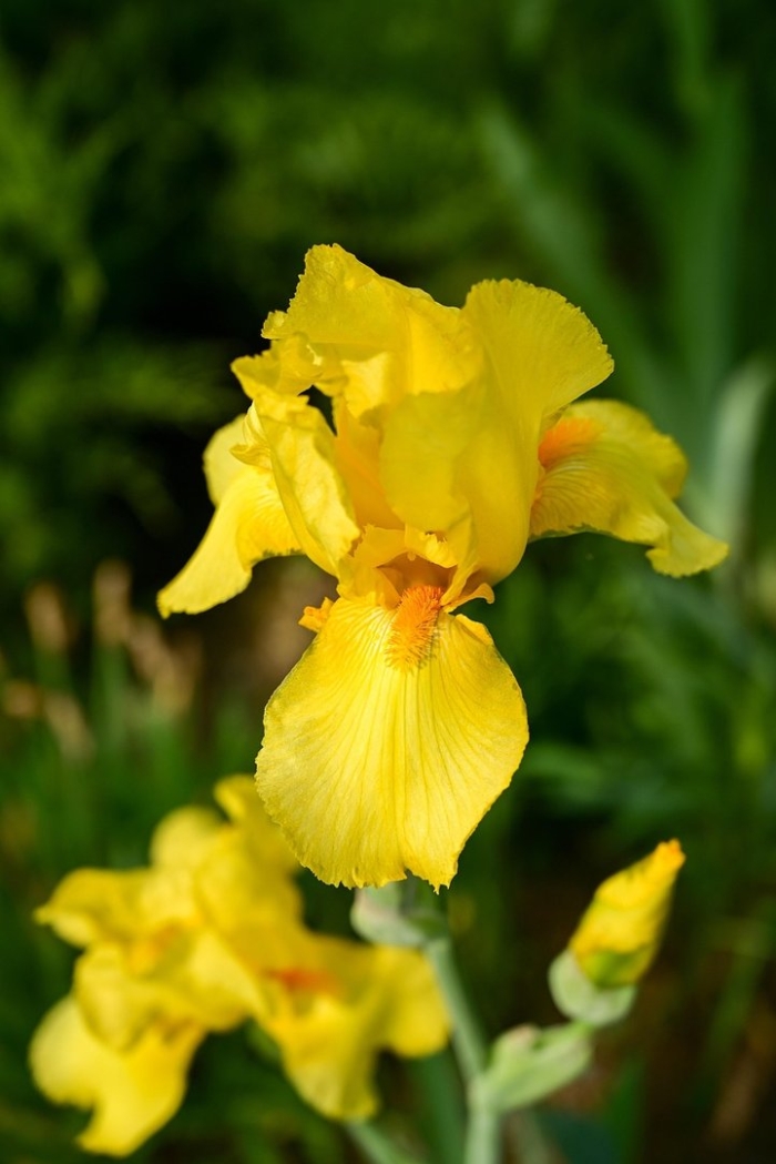 Ирис желтый болотный