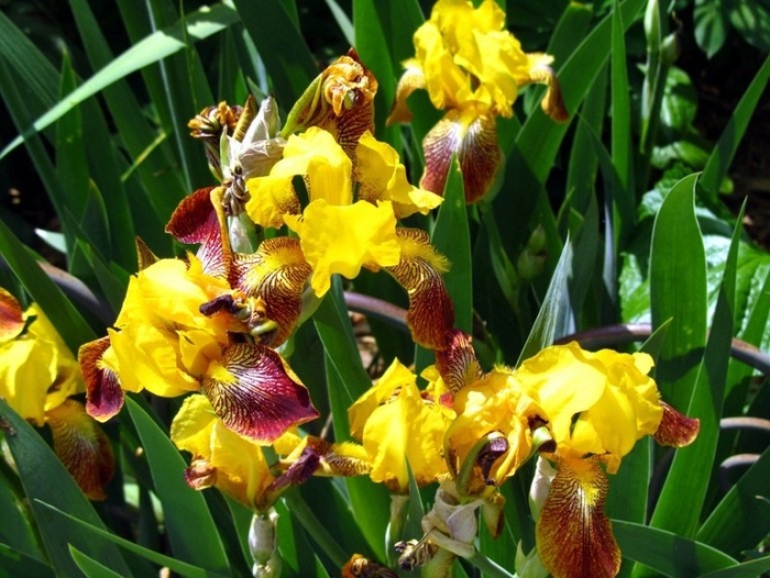 Ирис касатик желтый