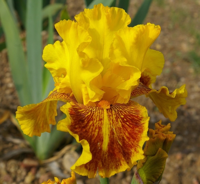 Ирис даззлинг голд